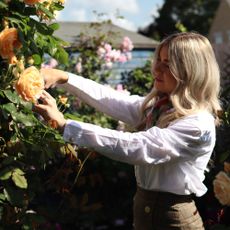 garden with rose plant