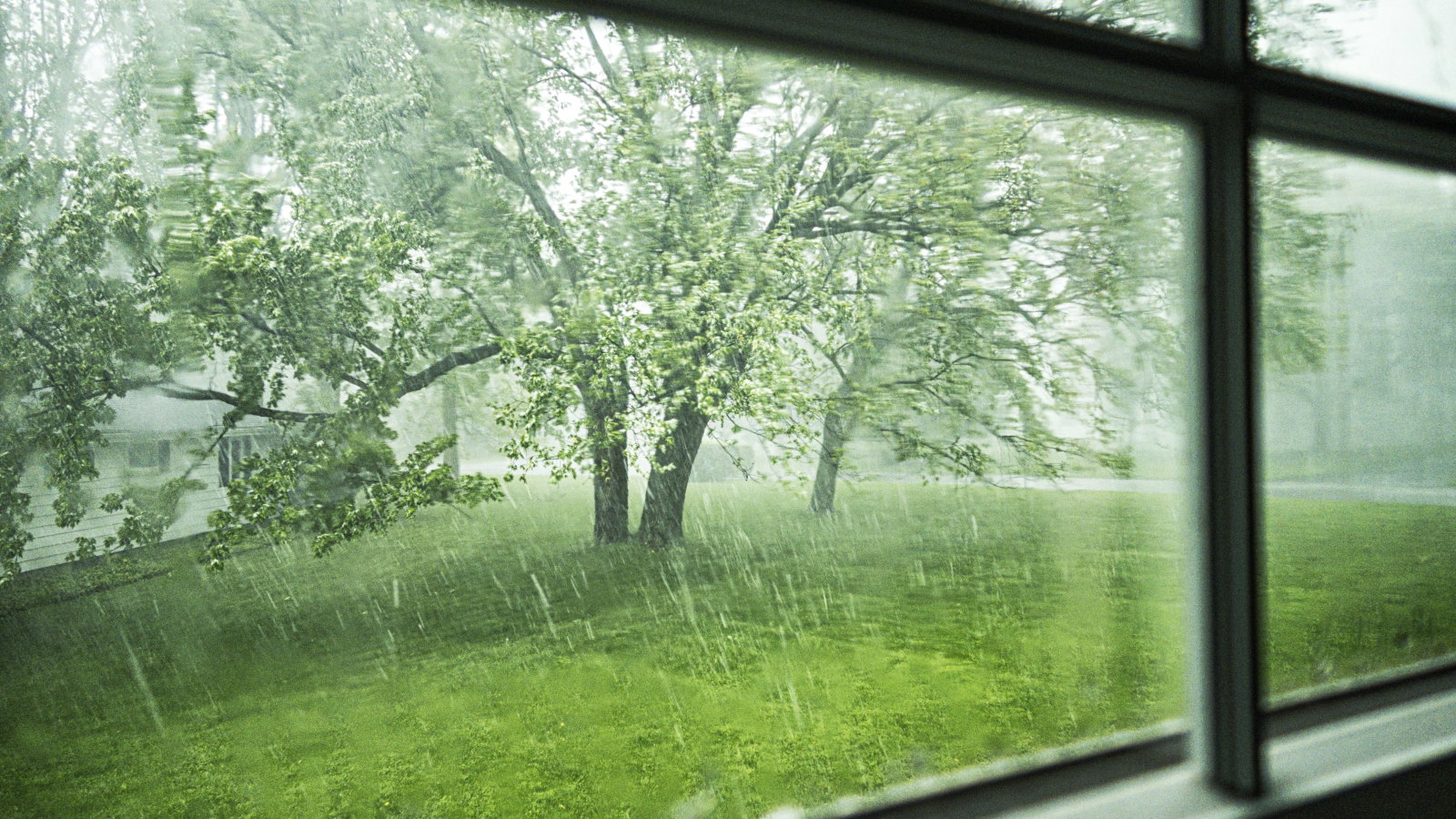 Looking out at a storm whipping up flowering trees from inside a home 