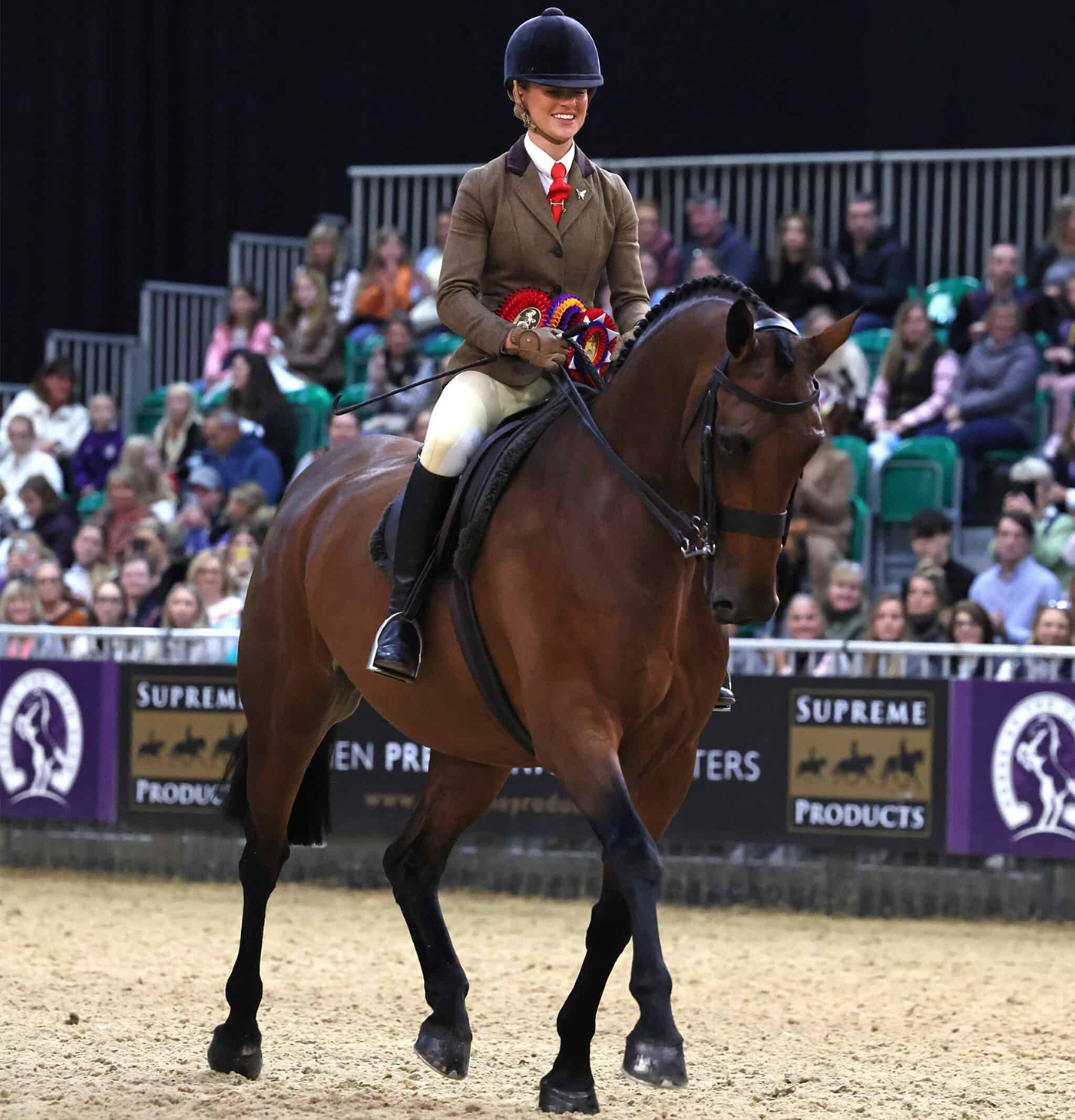 HOYS intermediate show hunter