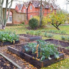 Victorian garden in the UK with vegetables growing in raised beds 