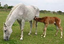 lilly-foal.JPG