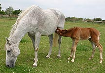 lilly-foal.JPG
