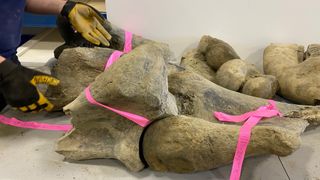 Εμφανίζονται εδώ, οστά άνω βραχίονα από μαμούθ Yukon.