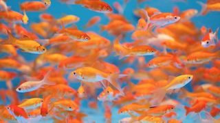 Goldfish are actually a common model for studying memory and learning in fishes generally.