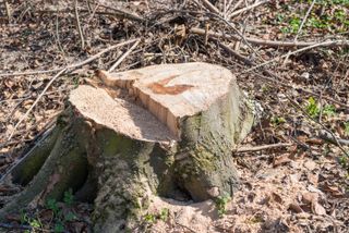 tree stump left in the ground once a tree has been chopped down