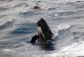 A long-finned pilot whale, not the whales that died from clogged blowholes.