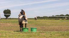 alternative grazing systems