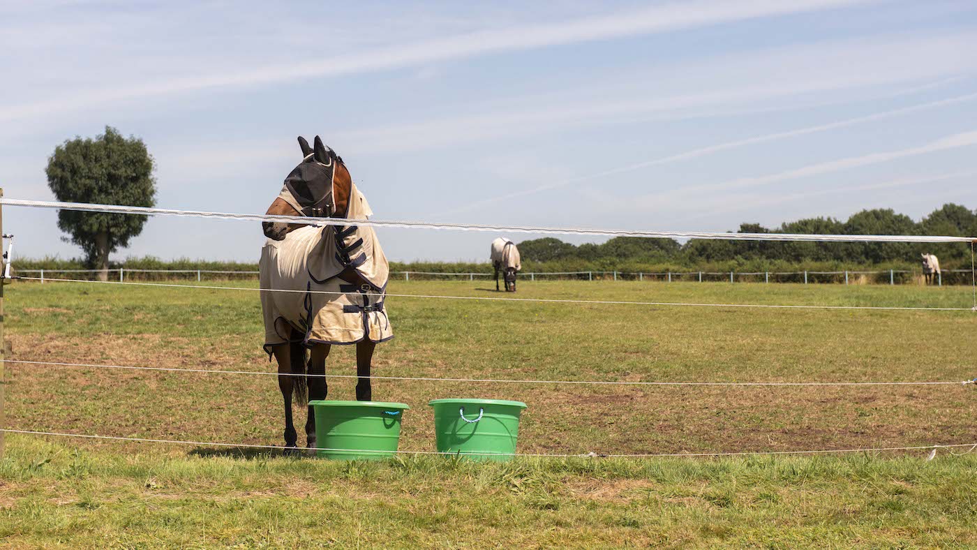 alternative grazing systems