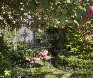 Bench under apple tree and next to hedges in lush garden