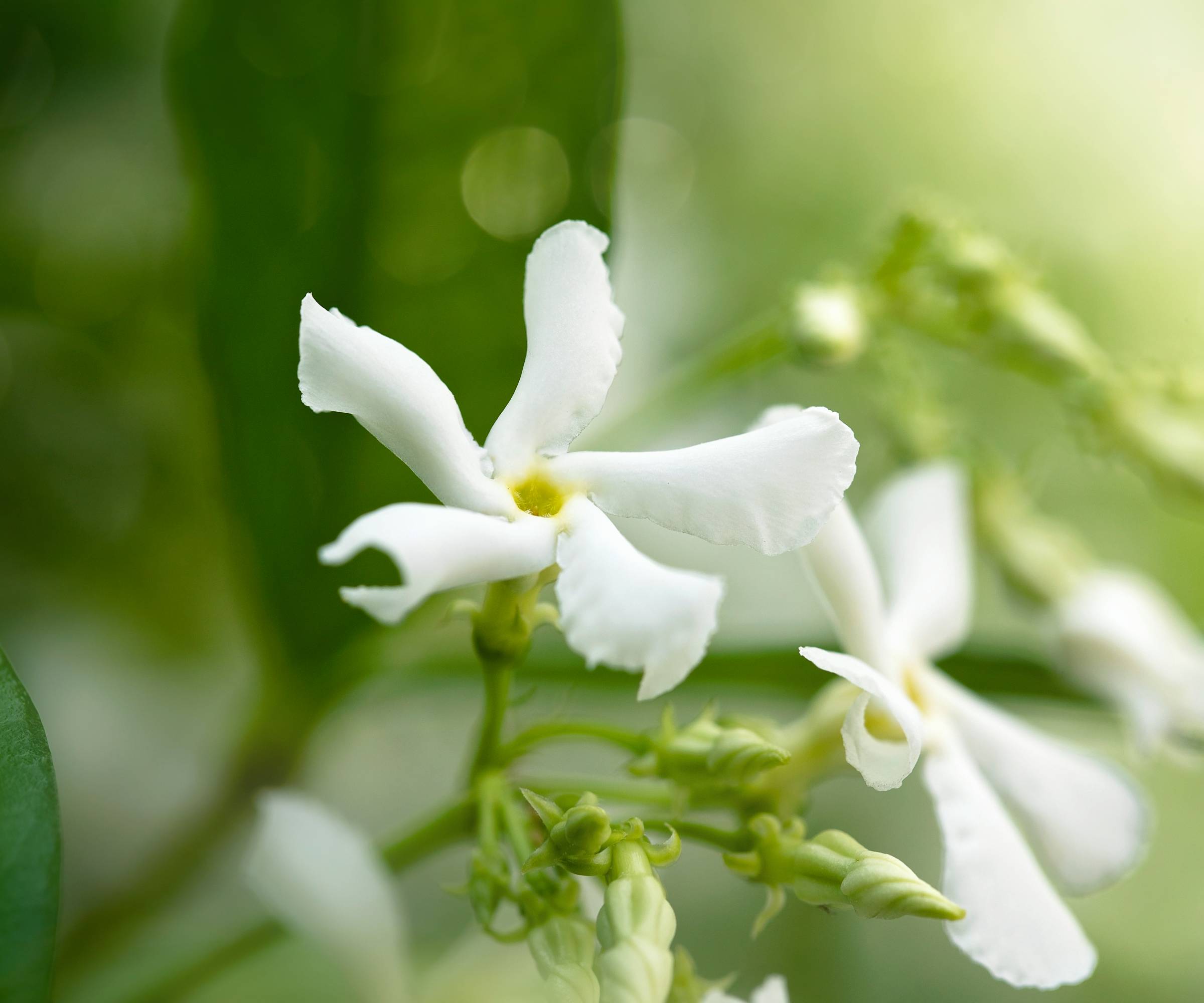 Close up of star jasmine flowers