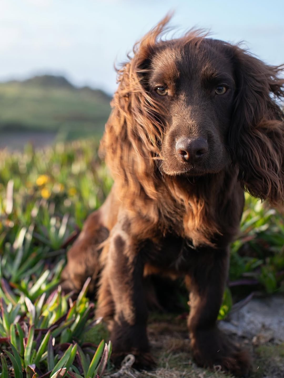 Princess Kate and Prince William's newest puppy Otto is a handful for the entire Wales family