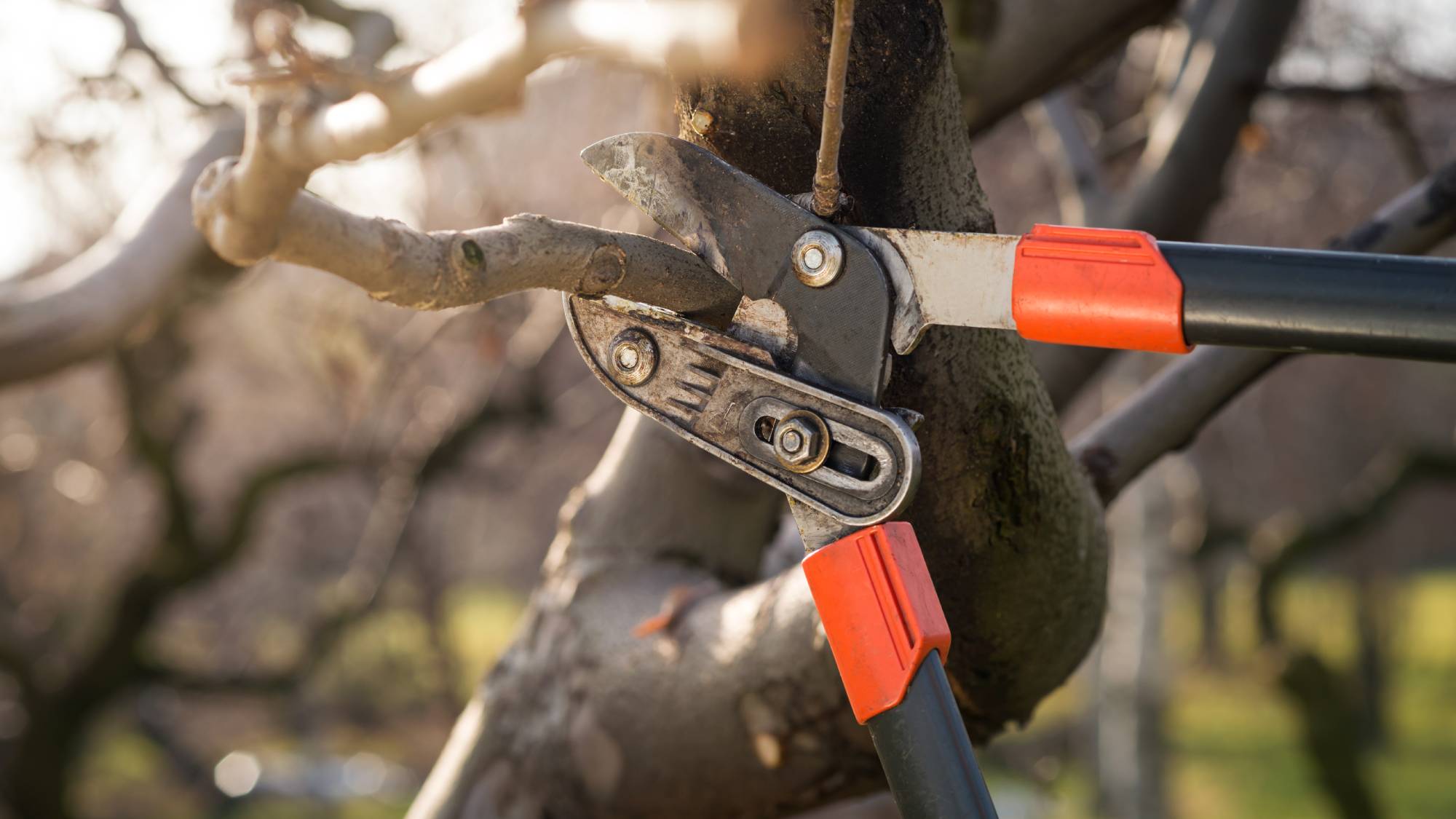 Loppers pruning a branch of a tree