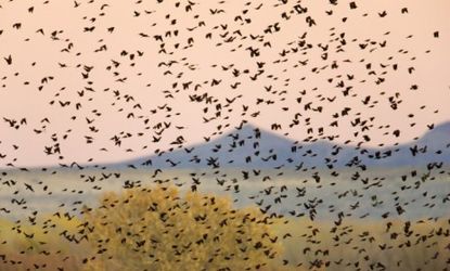 The Arkansas blackbirds, and other mass animal deaths, may have explanations, but they are still an "eerie" coincidence, says one commentator.