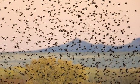 The Arkansas blackbirds, and other mass animal deaths, may have explanations, but they are still an &amp;quot;eerie&amp;quot; coincidence, says one commentator.