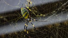 A close-up look at a joro spider in its golden web