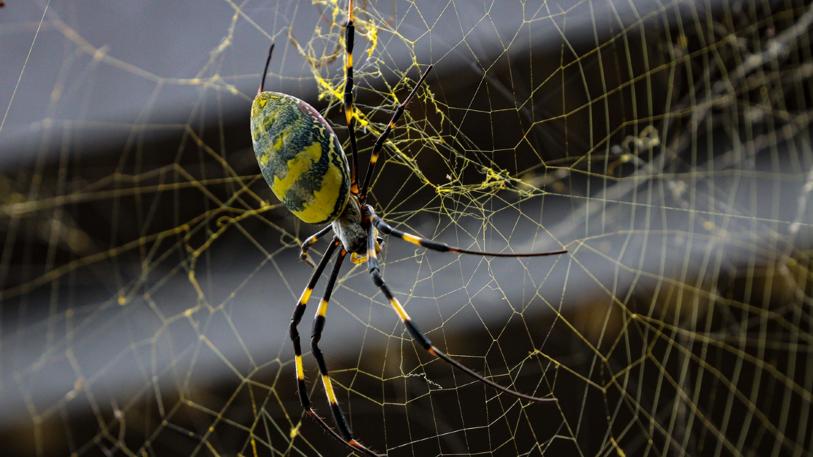 Giant, invasive Joro spiders with 6-foot webs could be poised to