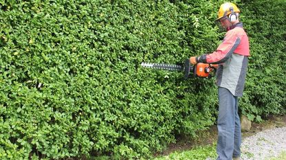 Man using hedge trimmer