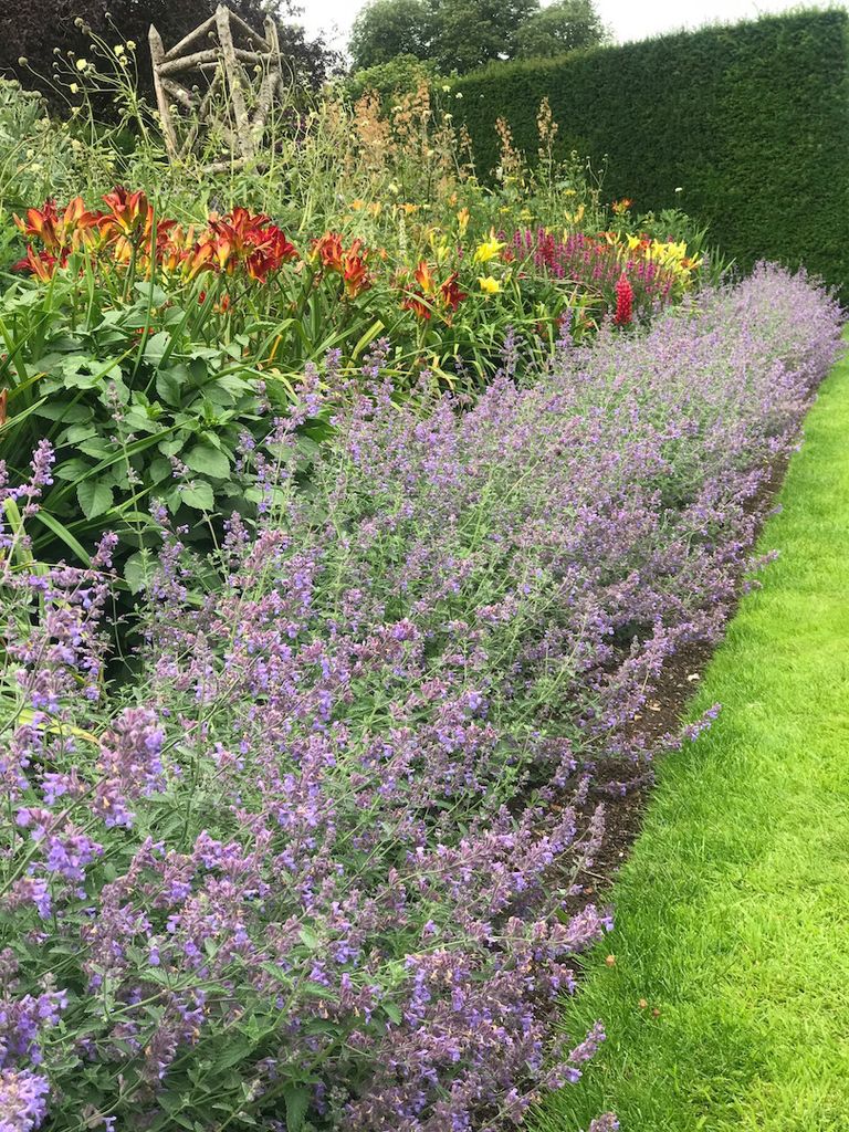 The best edging plants easy ways to define key areas of your garden