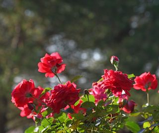 Red roses with garden backdrop
