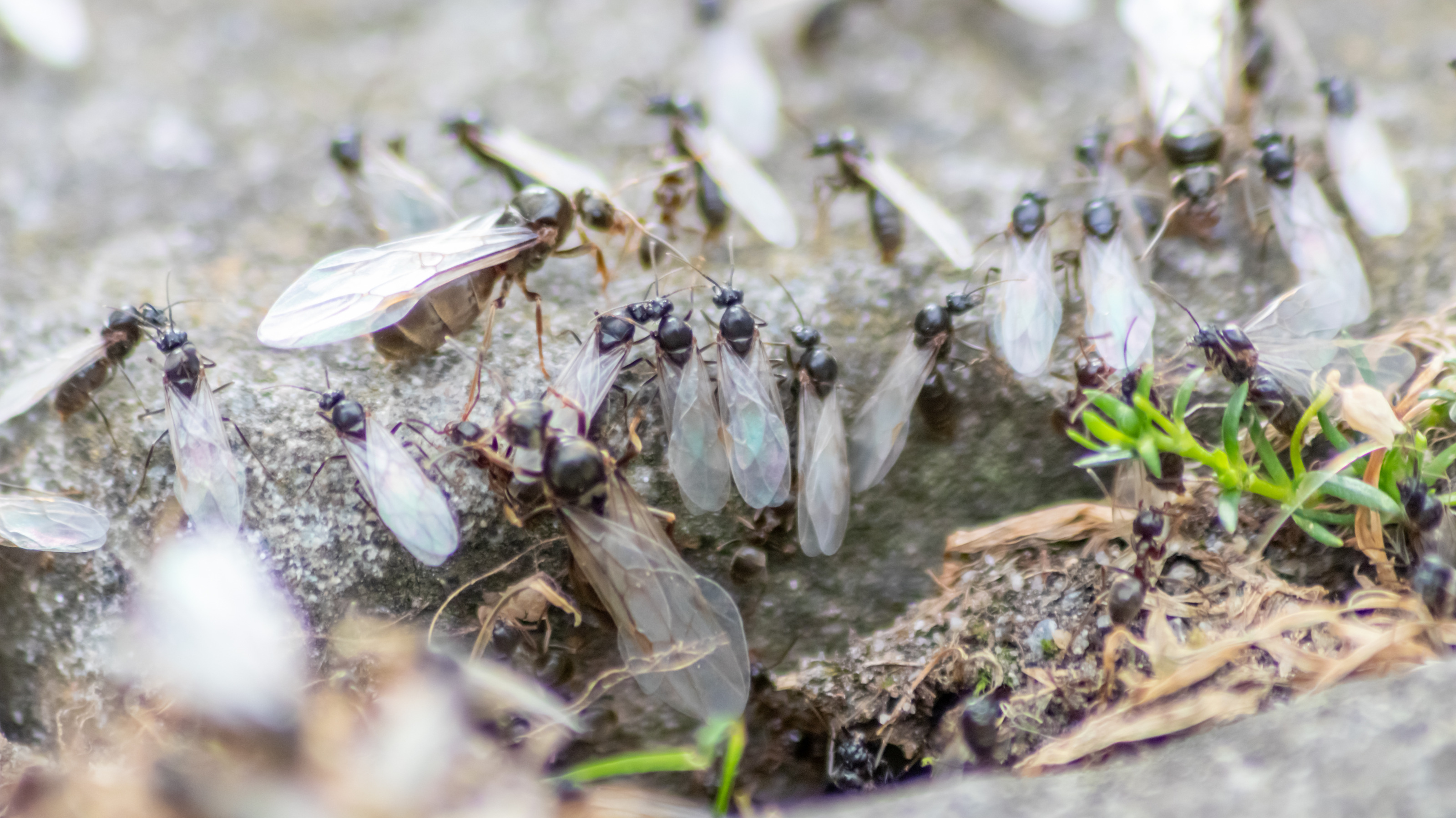flying ants on a patio - Christian Feldhaar - GettyImages-1407682741 - 3200x1800