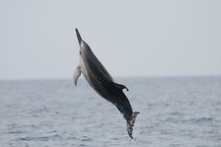 Spinner dolphins are known for their acrobatic abilities; shown here off Hawaii.