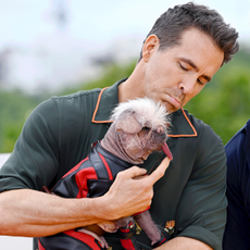 Ryan Reynolds, Peggy aka Dogpool the “UK’s Ugliest Dog Winner” and Hugh Jackman attend the photocall for "Deadpool & Wolverine" at the IET Building, Savoy Place on July 12, 2024 in London, England