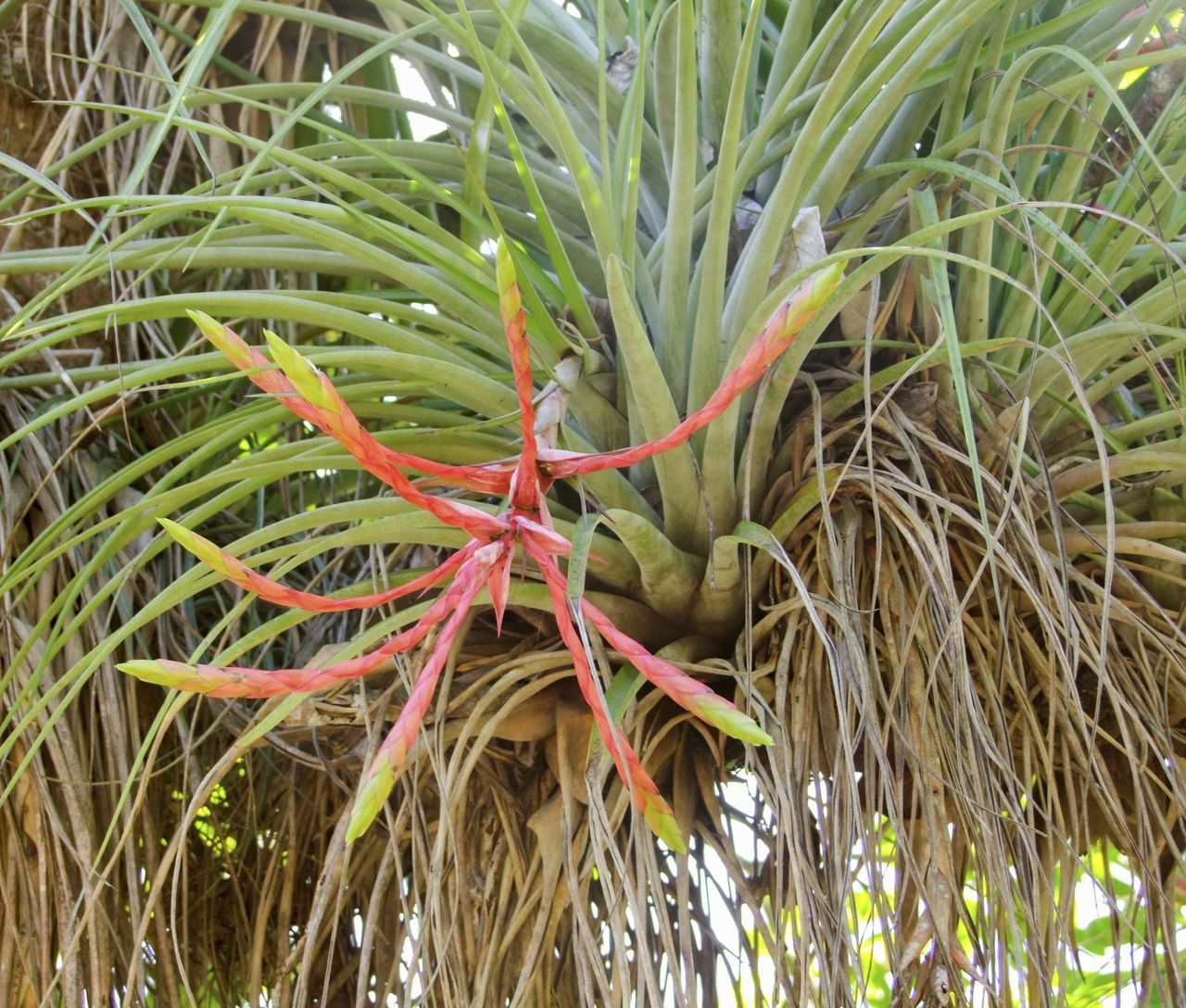 Tillandsia; Air Plant