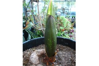 corpse flower, smelly flower