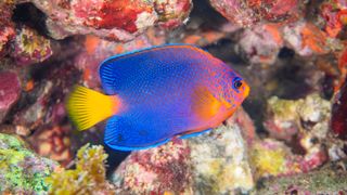 Japanese angelfish