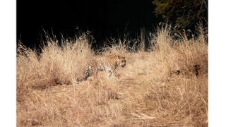 Big cats at the Gir National Park and Sanctuary in India