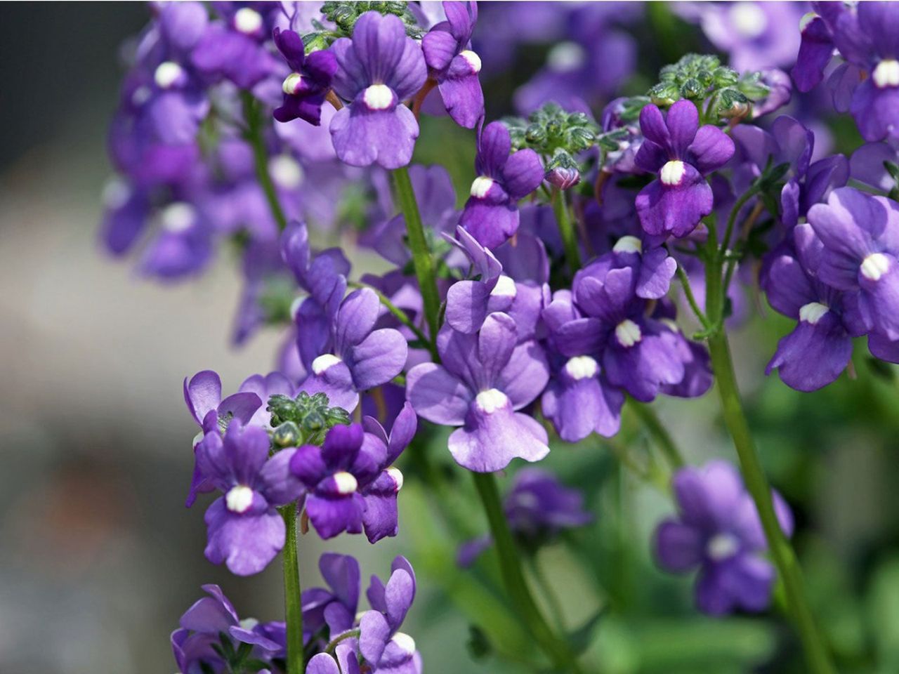 Purple Flowered Angelonia Plant