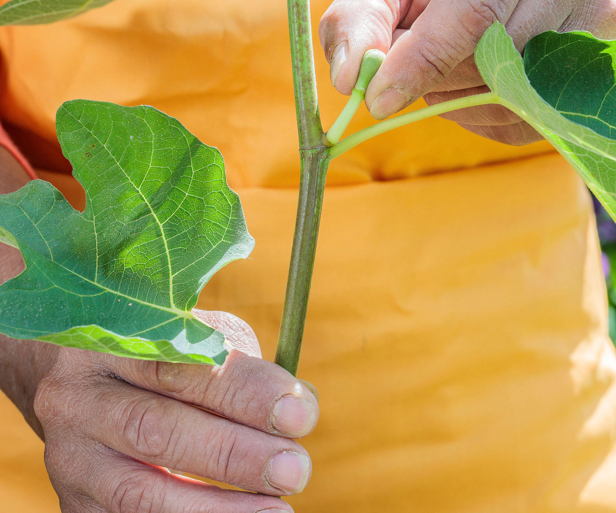 preparing a fig cutting by hand against yellow apron