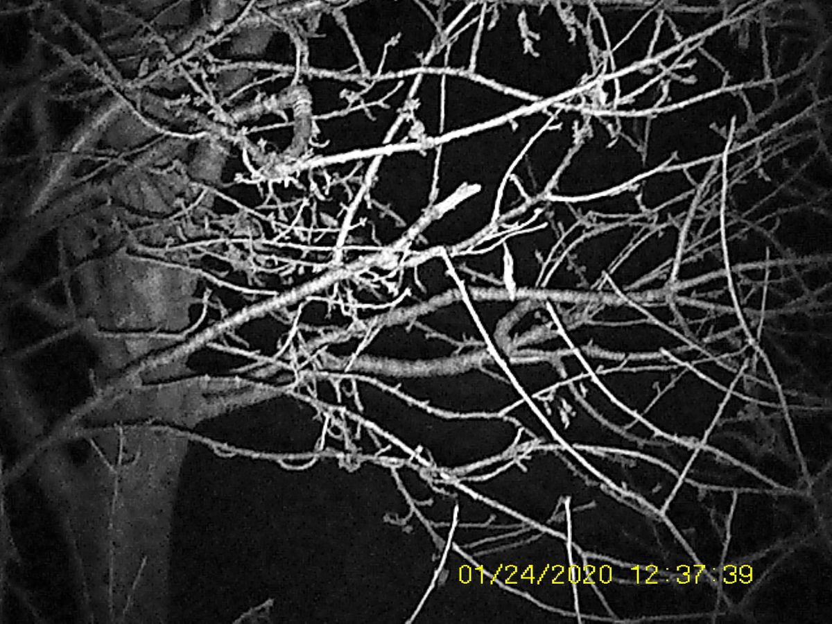 Sample images from the Rexing B1 Basic taken at night