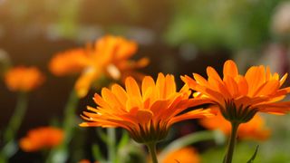 Calendula