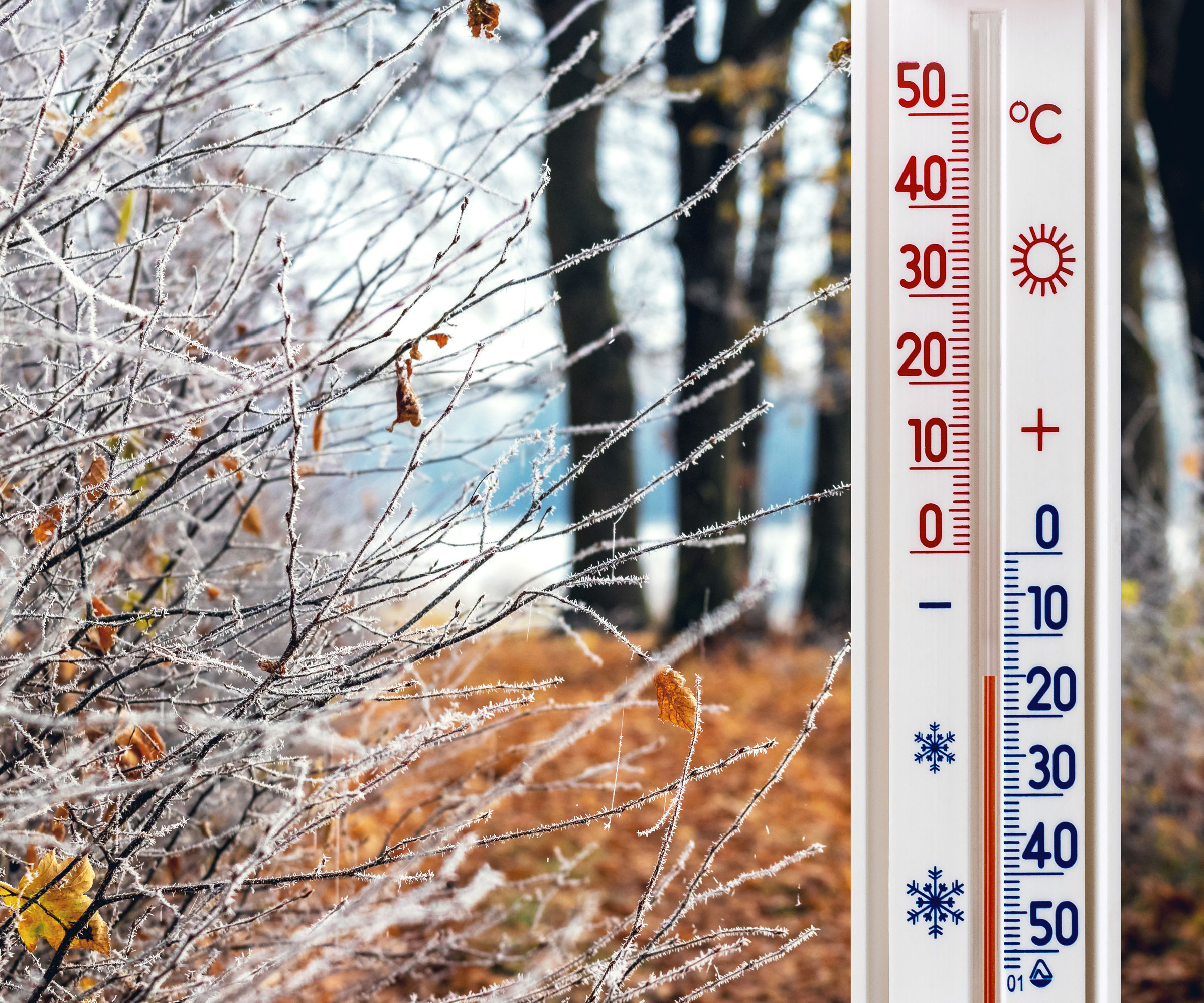 thermometer in winter scene showing snow on trees