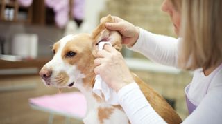 Dog having ears cleaned
