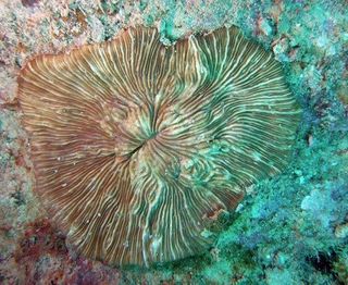 This species of mushroom coral (Lithophyllon ranjithi) is only known to occur in Semporna and a neighboring ocean region near Indonesia.