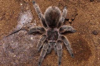 spiders, research, Chilean rosehair