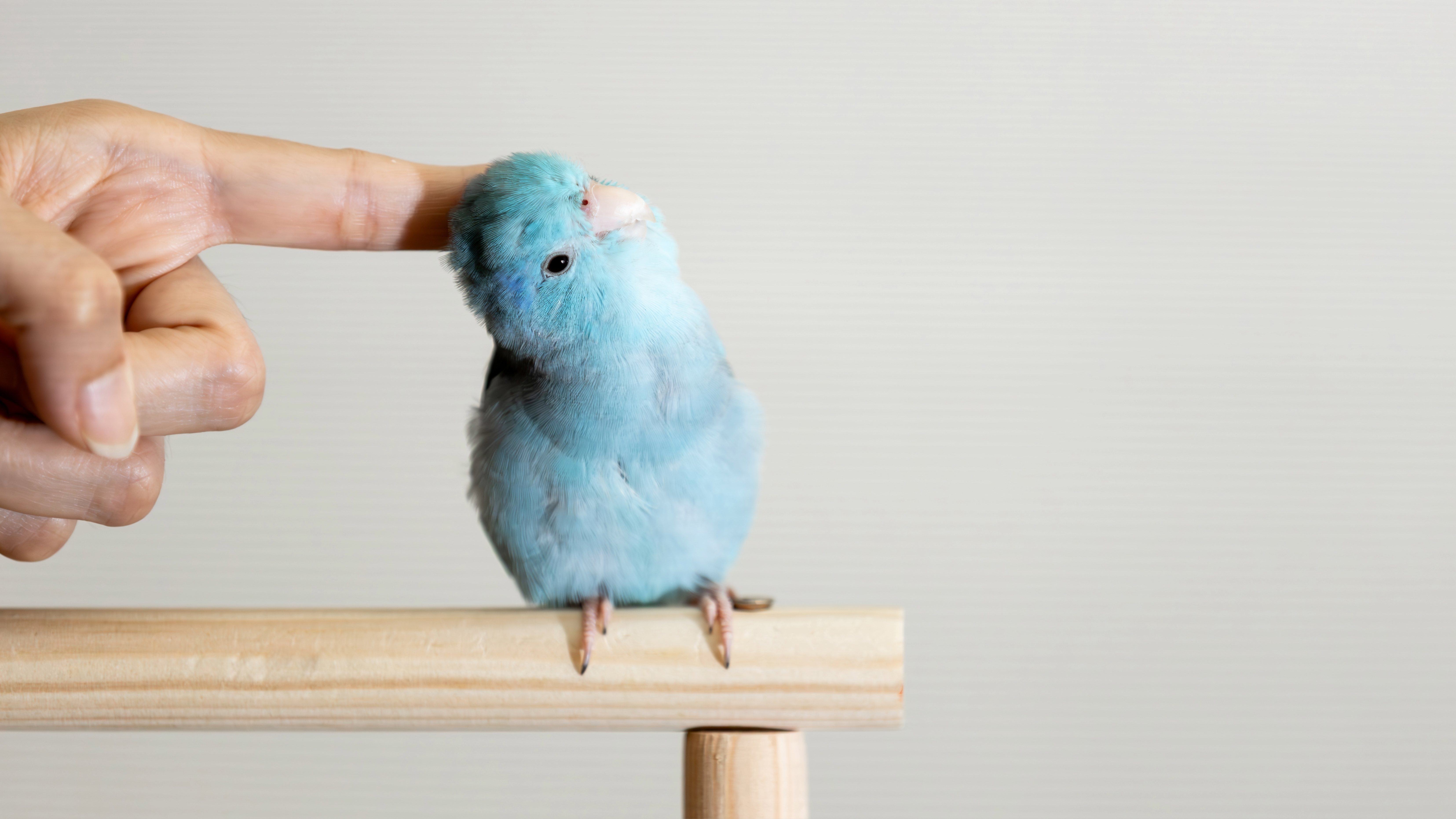 Parrotlet