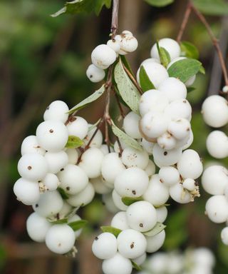 close-up of snowberry berries