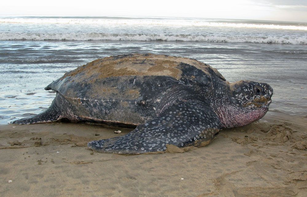 An Eastern Pacific leatherback turtle.