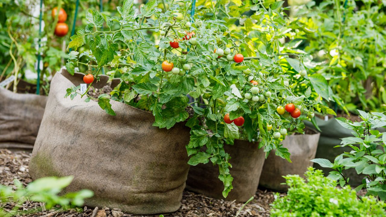 Tomatoes growing in fabric grow bags