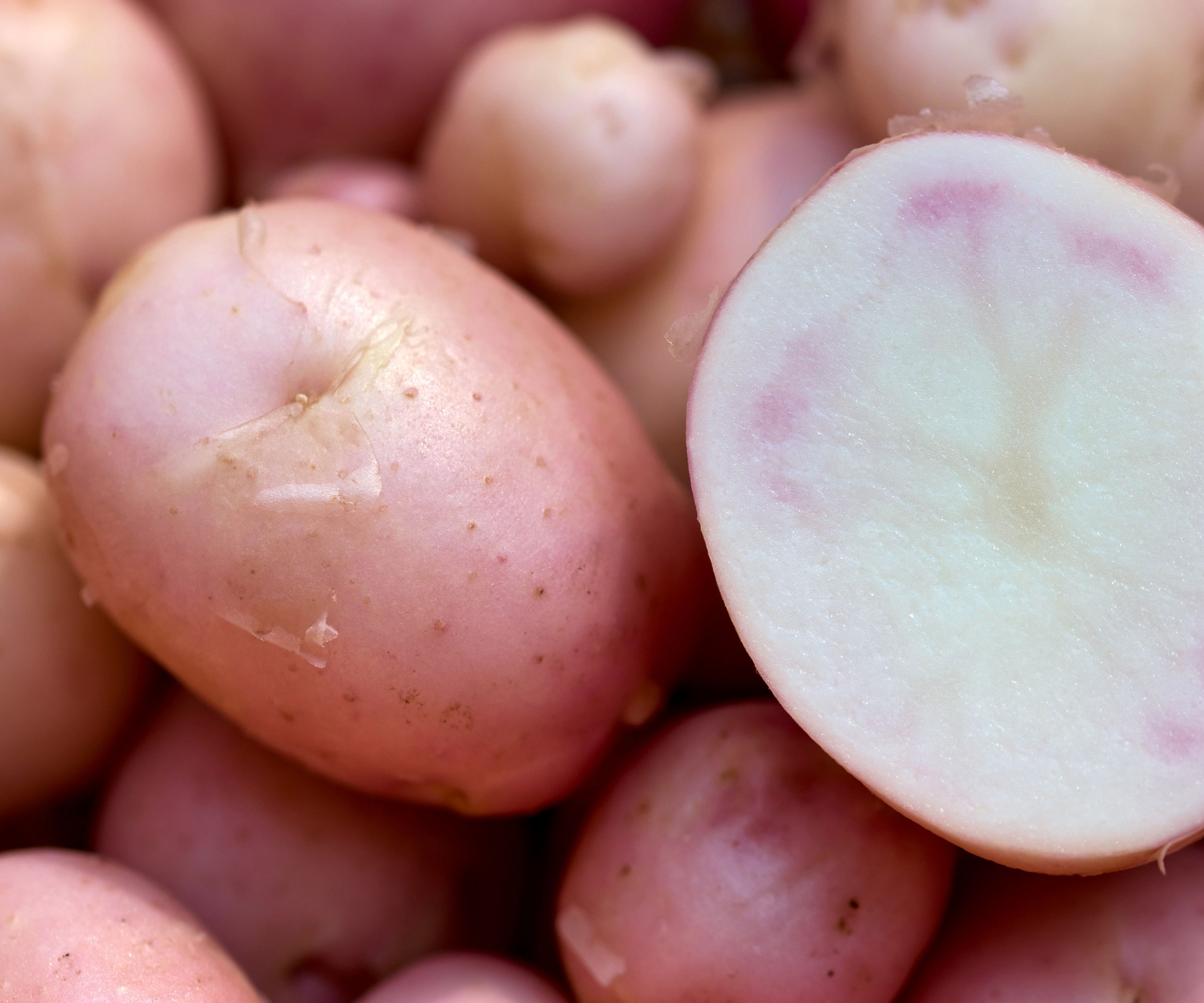 heirloom potato Early Rose harvested and sliced