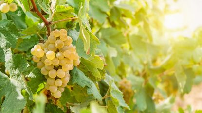 fresh white grapes hanging on vine