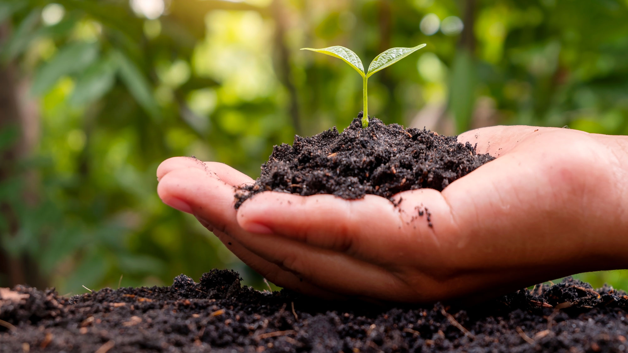 hand holding soil with seedling in garden