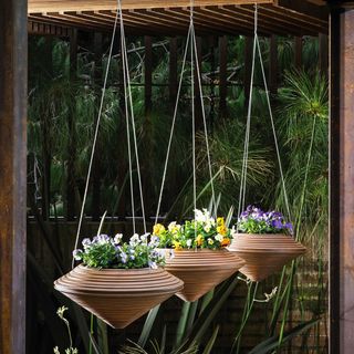 Three cone-shaped wicker hanging baskets planted with small viola flowers