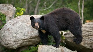 Black bear standing on rocks