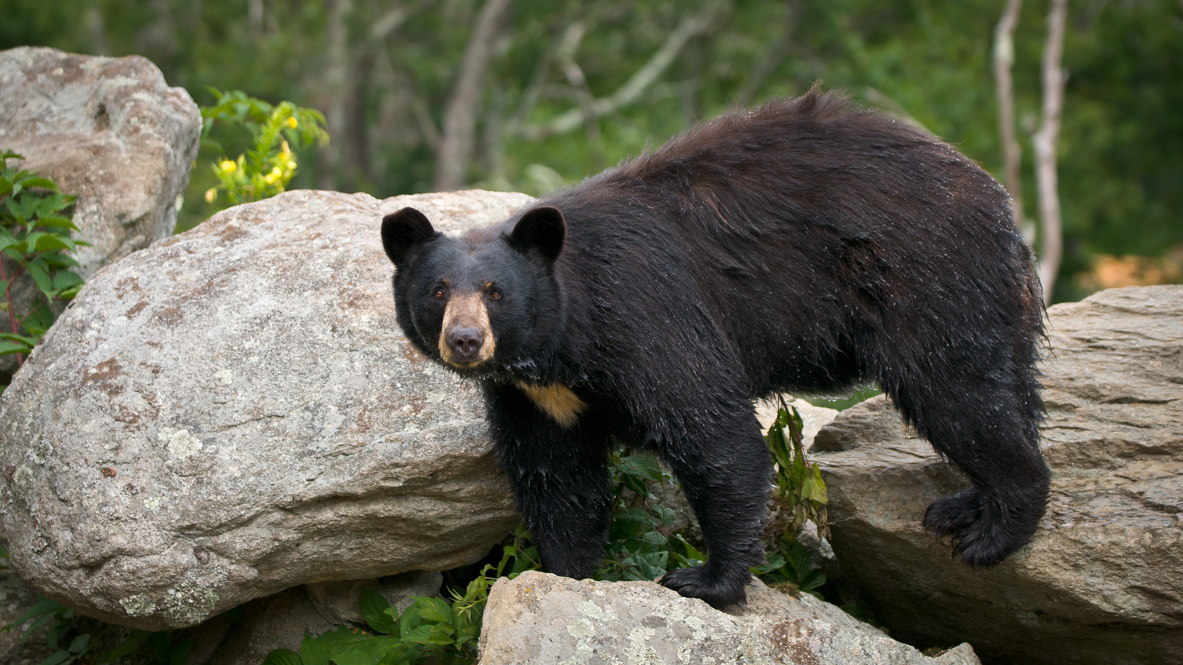 Outdoors: Living with New Jersey black bears