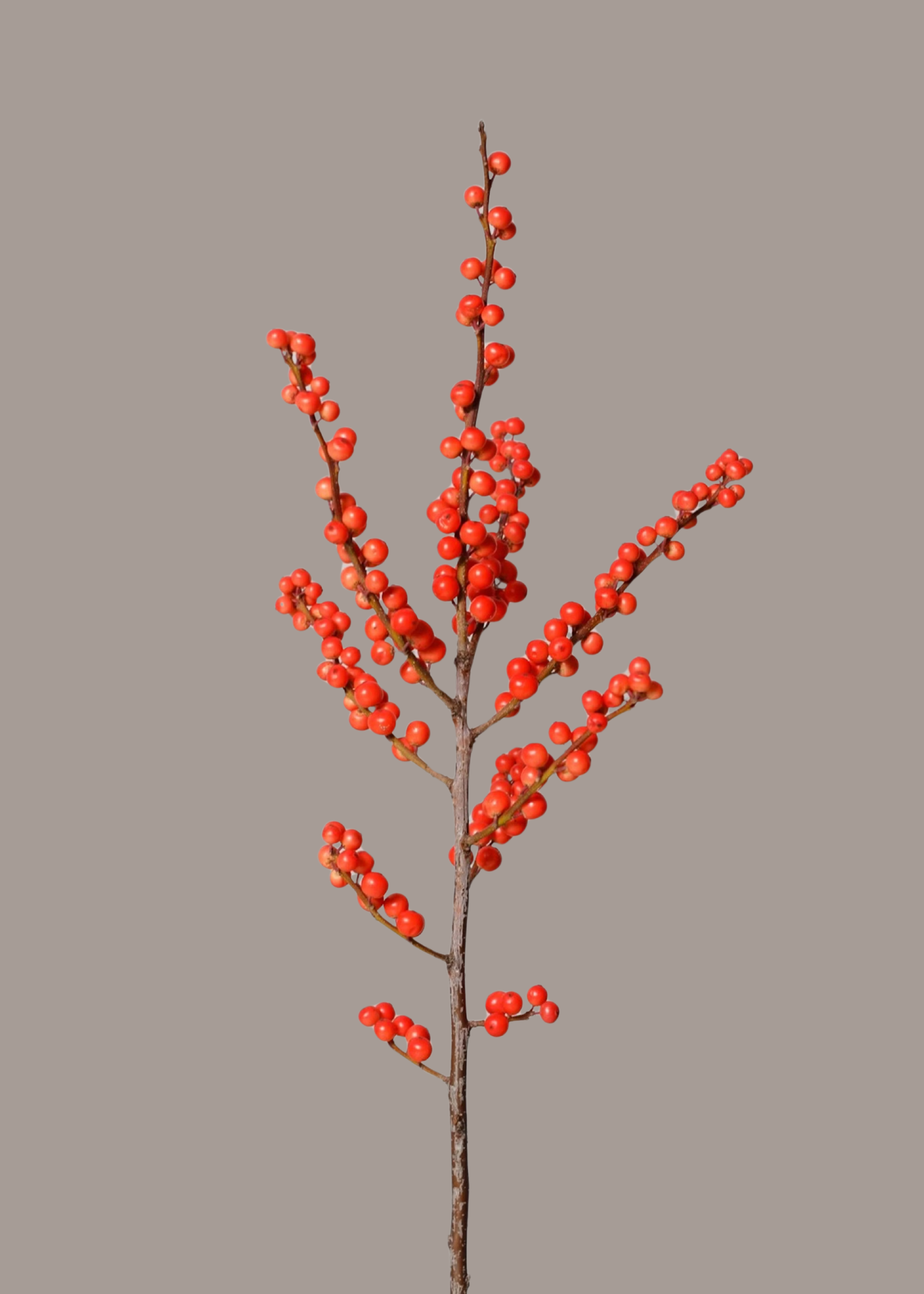 Floom , Ilex berries red