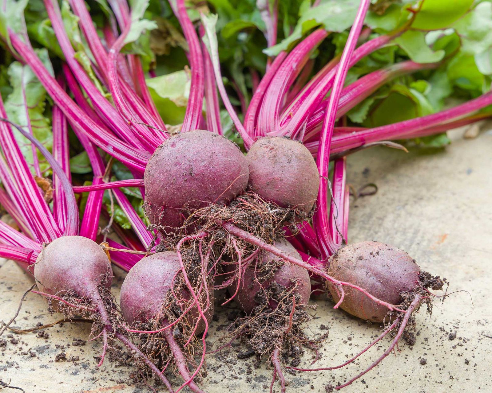 How to grow beetroot practical tips for growing this tasty root vegetable Gardeningetc